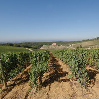 View from Montebello Vineyard