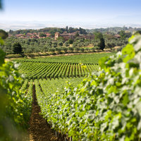 San Giovanni Vineyards